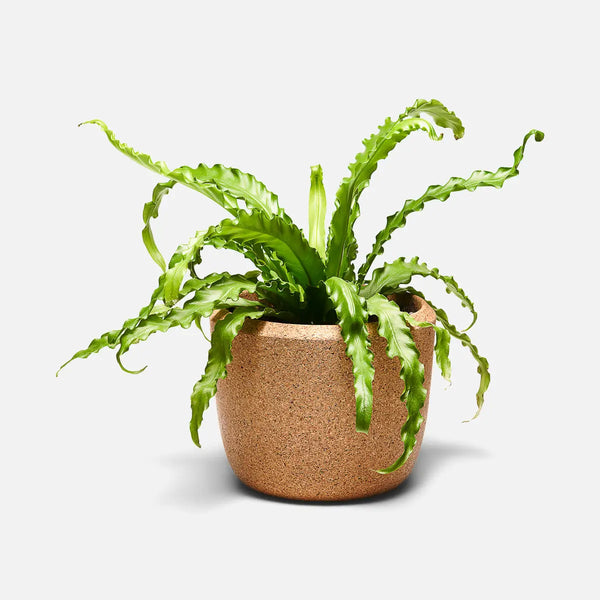 Cloud Planter