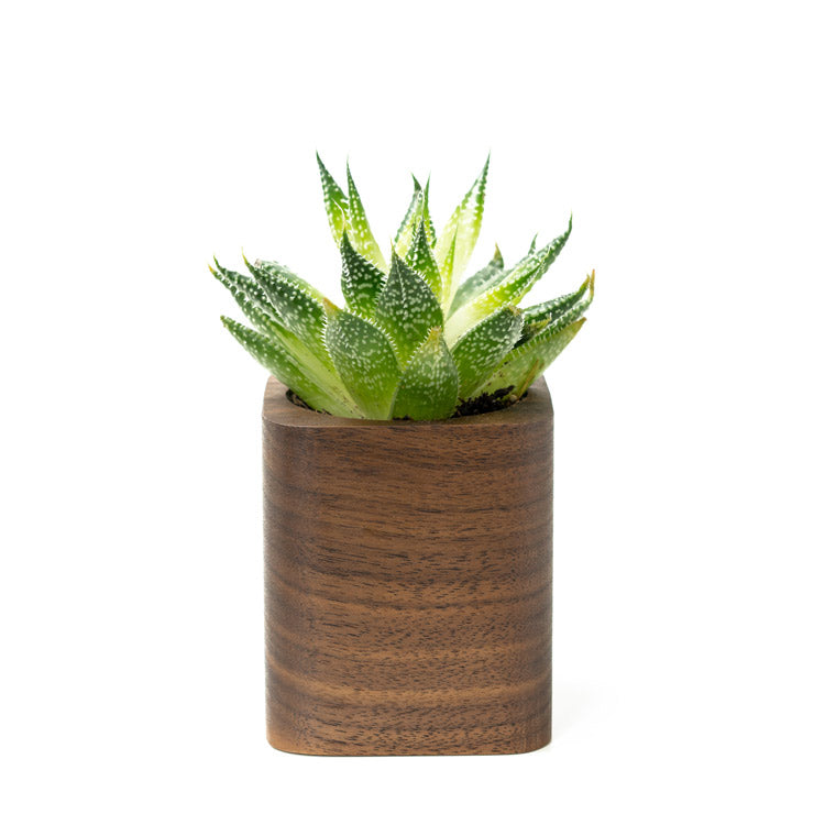 square planter in walnut with a succulent on a white background